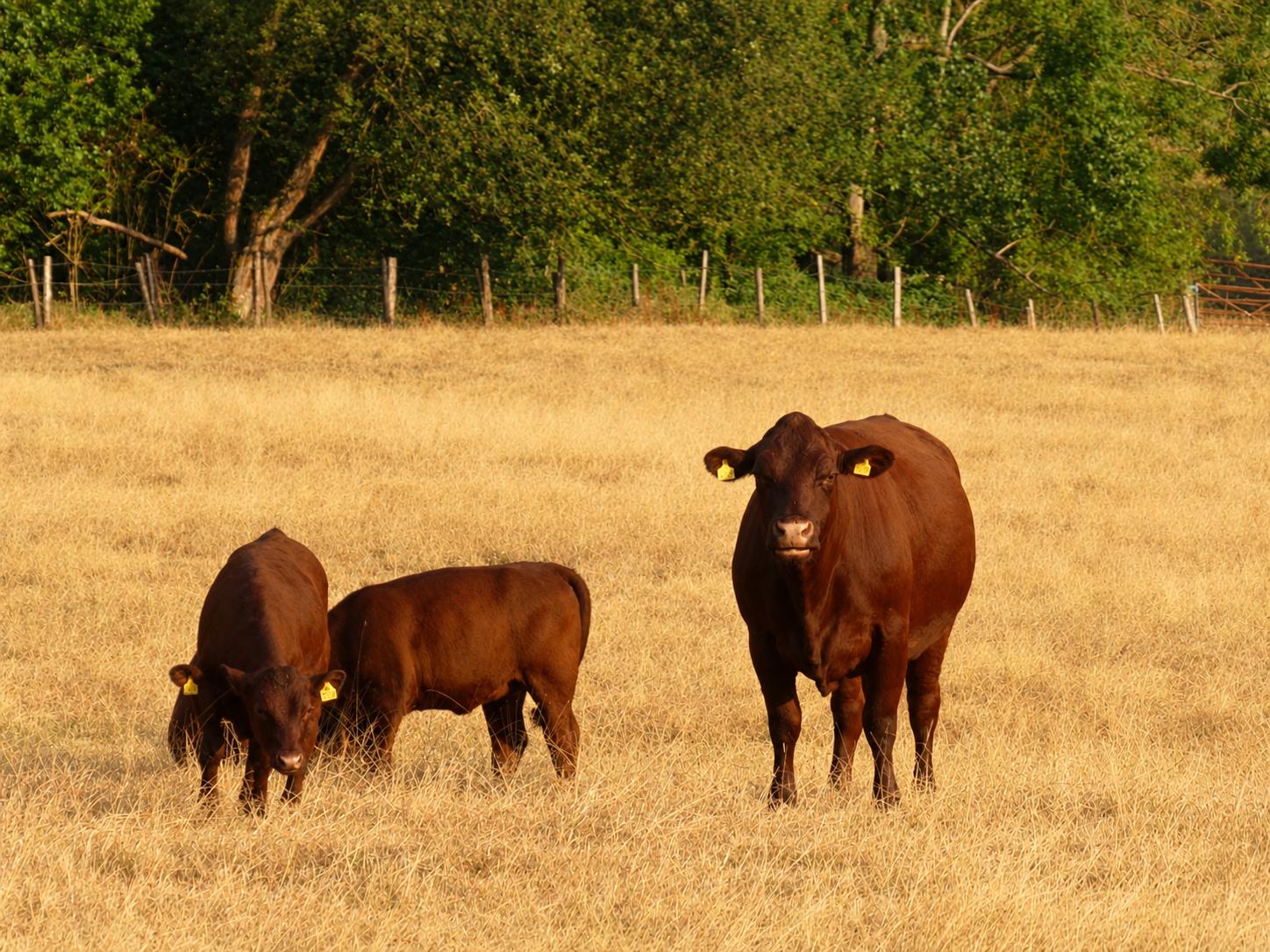 farm
